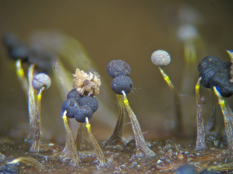 Clastoderma debaryanum?